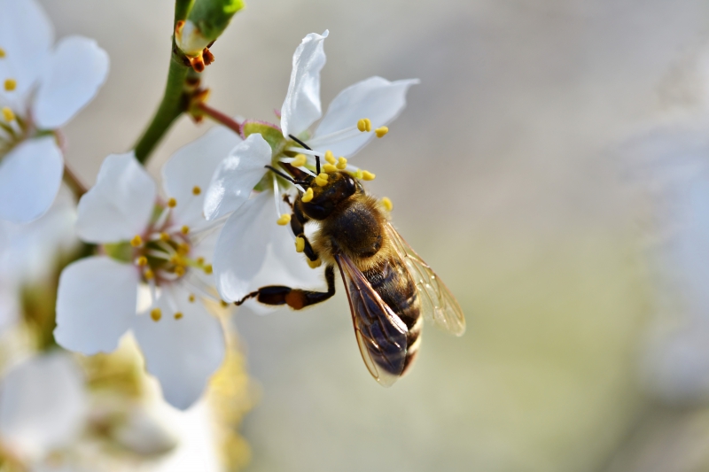 jardinerie-ROURE-min_bee-4092986